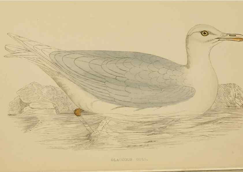 Reproducción/Reproduction 49678921923: A history of British birds.. London,Groombridge and Sons,[1862?-1867?]. 