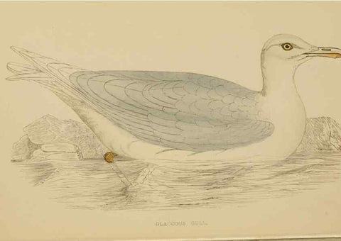 Reproducción/Reproduction 49678921923: A history of British birds.. London,Groombridge and Sons,[1862?-1867?]. 