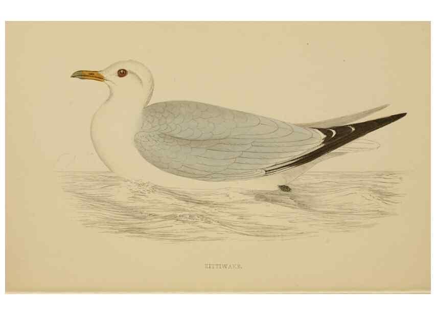 Reproducción/Reproduction 49679743092: A history of British birds.. London,Groombridge and Sons,[1862?-1867?]. 