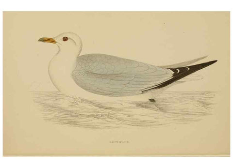 Reproducción/Reproduction 49679743092: A history of British birds.. London,Groombridge and Sons,[1862?-1867?]. 