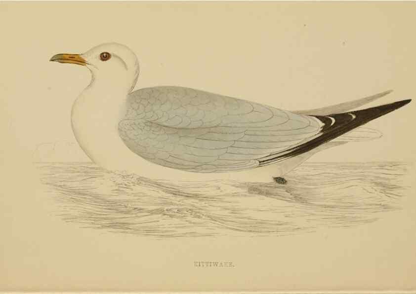 Reproducción/Reproduction 49679743092: A history of British birds.. London,Groombridge and Sons,[1862?-1867?]. 