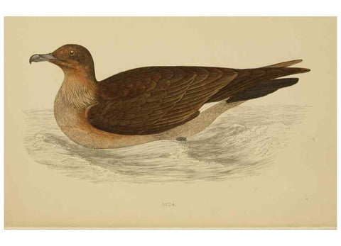 Reproducción/Reproduction 49678922308: A history of British birds.. London,Groombridge and Sons,[1862?-1867?]. 