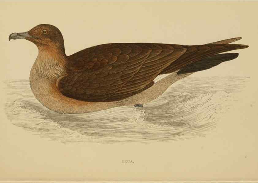 Reproducción/Reproduction 49678922308: A history of British birds.. London,Groombridge and Sons,[1862?-1867?]. 