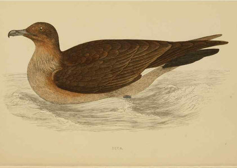 Reproducción/Reproduction 49678922308: A history of British birds.. London,Groombridge and Sons,[1862?-1867?]. 