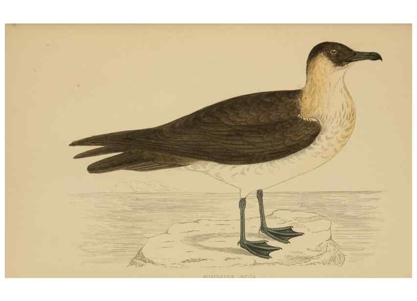Reproducción/Reproduction 49679743462: A history of British birds.. London,Groombridge and Sons,[1862?-1867?]. 