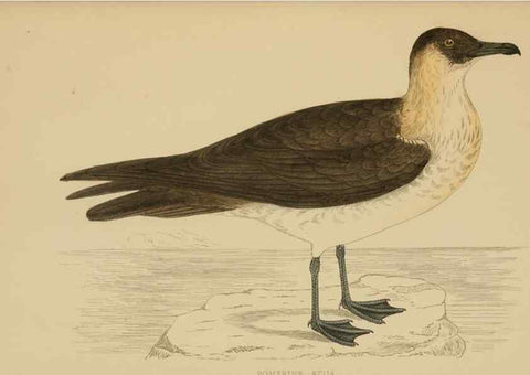 Reproducción/Reproduction 49679743462: A history of British birds.. London,Groombridge and Sons,[1862?-1867?]. 