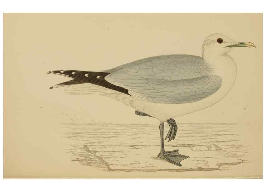 Reproducción/Reproduction 49679741712: A history of British birds.. London,Groombridge and Sons,[1862?-1867?]. 