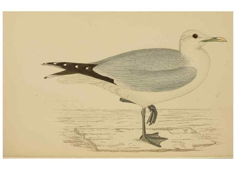 Reproducción/Reproduction 49679741712: A history of British birds.. London,Groombridge and Sons,[1862?-1867?]. 