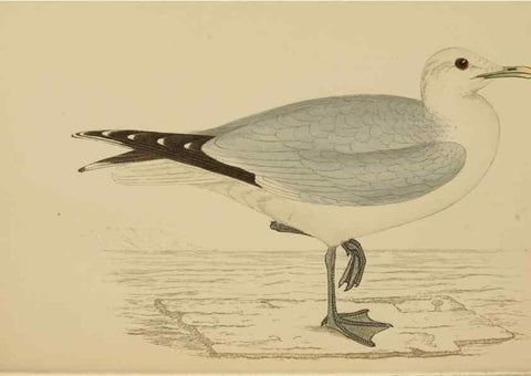 Reproducción/Reproduction 49679741712: A history of British birds.. London,Groombridge and Sons,[1862?-1867?]. 