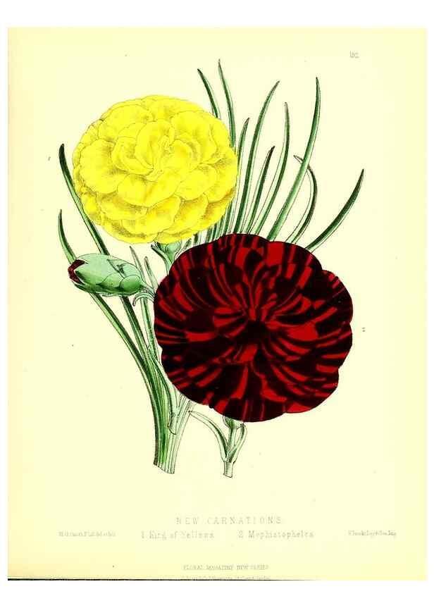 Reproducción/Reproduction 49679334403: The floral magazine;. London,L. Reeve & Co.. 