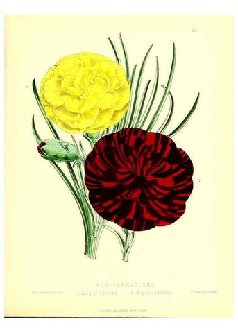 Reproducción/Reproduction 49679334403: The floral magazine;. London,L. Reeve & Co.. 