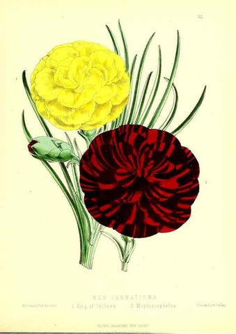 Reproducción/Reproduction 49679334403: The floral magazine;. London,L. Reeve & Co.. 