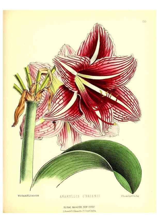 Reproducción/Reproduction 49679326068: The floral magazine;. London,L. Reeve & Co.. 