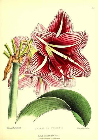 Reproducción/Reproduction 49679326068: The floral magazine;. London,L. Reeve & Co.. 