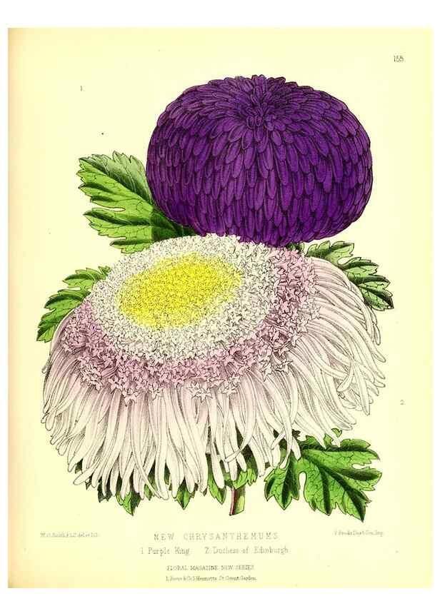 Reproducción/Reproduction 49679855276: The floral magazine;. London,L. Reeve & Co.. 
