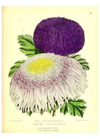 Reproducción/Reproduction 49679855276: The floral magazine;. London,L. Reeve & Co.. 