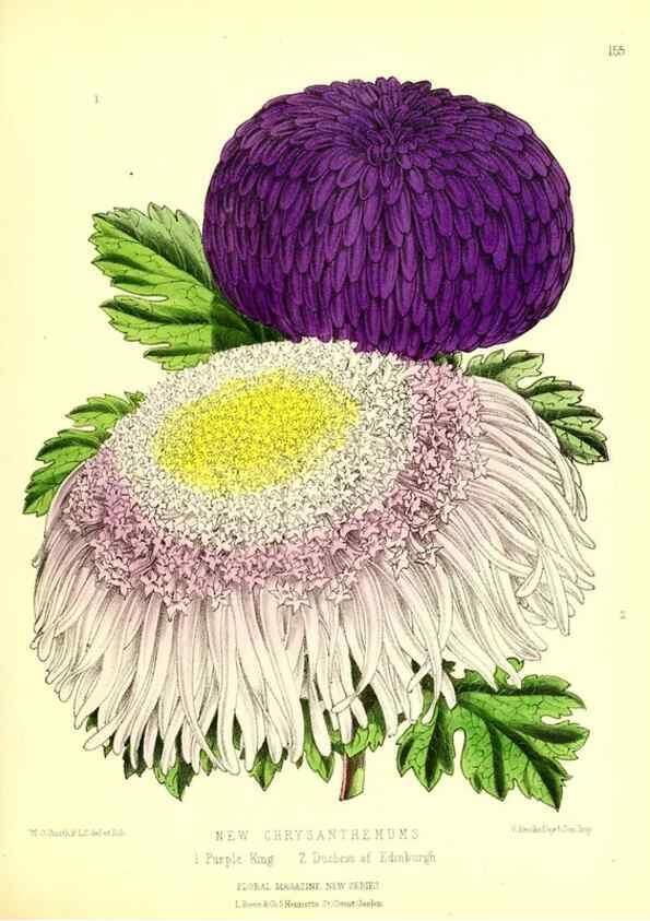 Reproducción/Reproduction 49679855276: The floral magazine;. London,L. Reeve & Co.. 