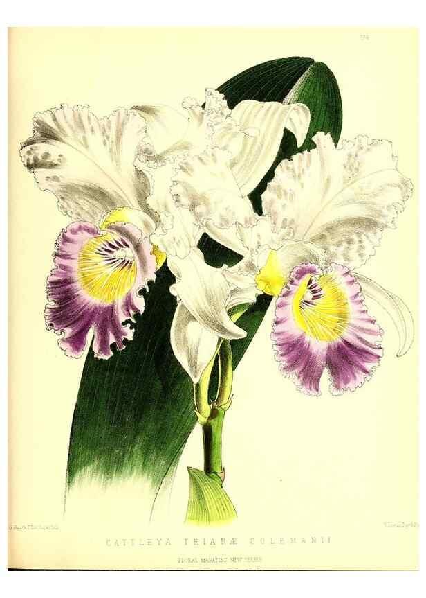 Reproducción/Reproduction 49679859631: The floral magazine;. London,L. Reeve & Co.. 