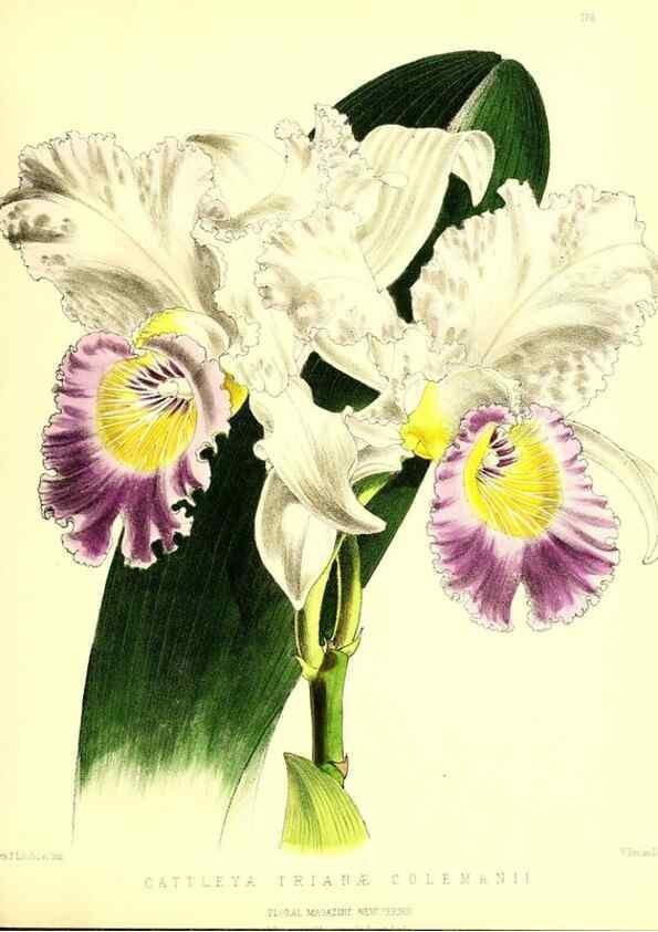 Reproducción/Reproduction 49679859631: The floral magazine;. London,L. Reeve & Co.. 