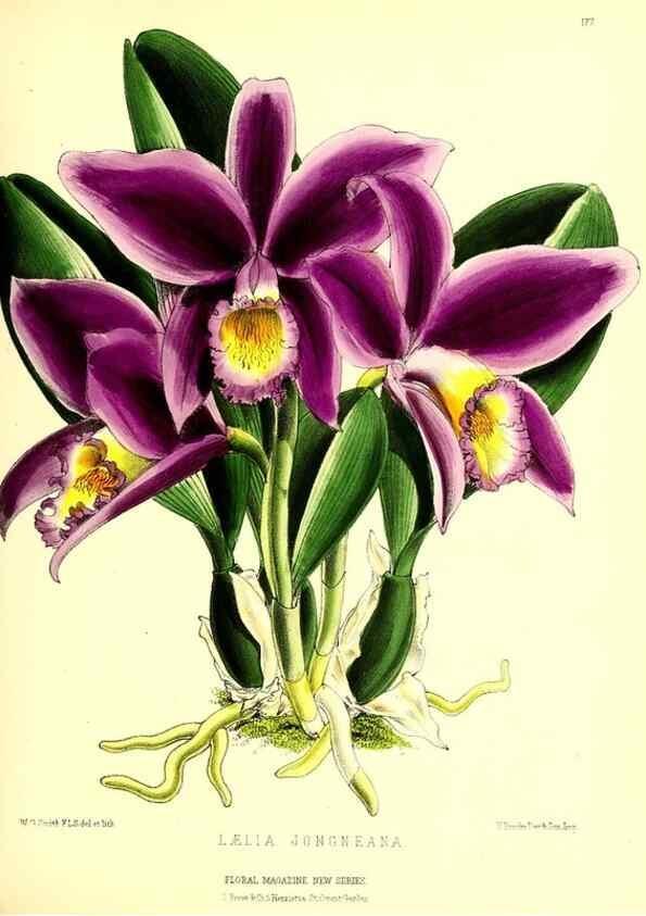 Reproducción/Reproduction 49679331108: The floral magazine;. London,L. Reeve & Co.. 