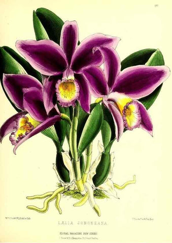 Reproducción/Reproduction 49679331108: The floral magazine;. London,L. Reeve & Co.. 