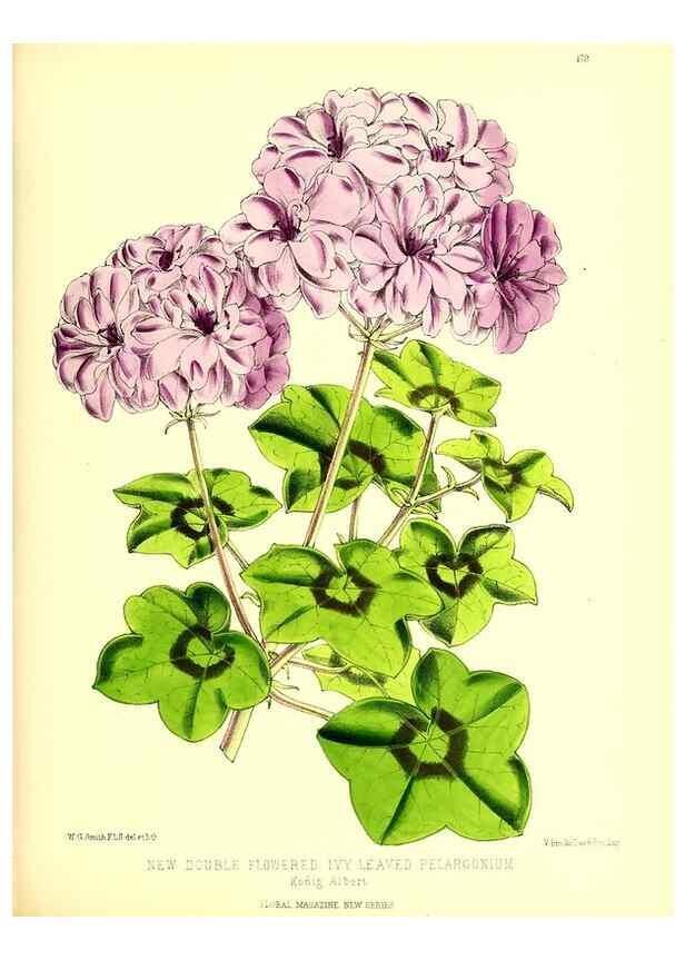 Reproducción/Reproduction 49679860531: The floral magazine;. London,L. Reeve & Co.. 