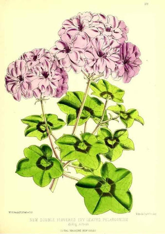Reproducción/Reproduction 49679860531: The floral magazine;. London,L. Reeve & Co.. 