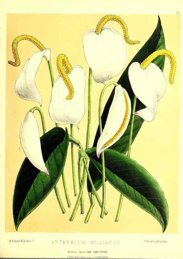Reproducción/Reproduction 49679860731: The floral magazine;. London,L. Reeve & Co.. 