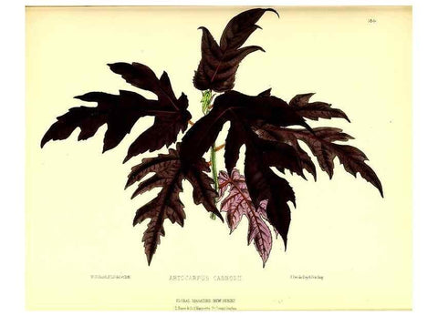 Reproducción/Reproduction 49679332693: The floral magazine;. London,L. Reeve & Co.. 
