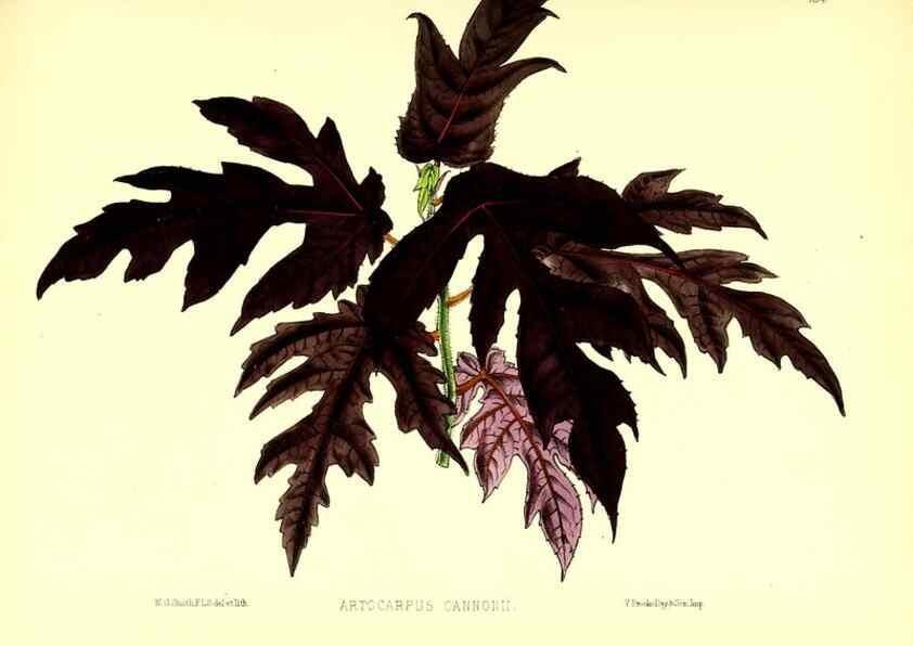 Reproducción/Reproduction 49679332693: The floral magazine;. London,L. Reeve & Co.. 