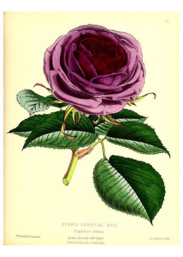 Reproducción/Reproduction 49679332943: The floral magazine;. London,L. Reeve & Co.. 