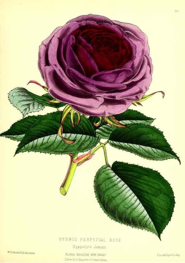 Reproducción/Reproduction 49679332943: The floral magazine;. London,L. Reeve & Co.. 