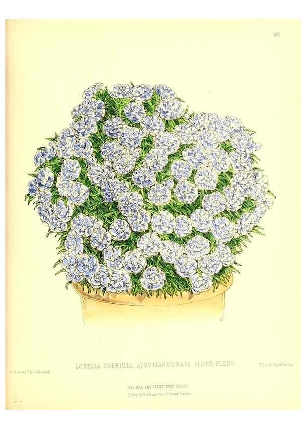Reproducción/Reproduction 49680152552: The floral magazine;. London,L. Reeve & Co.. 