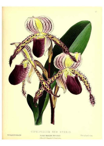 Reproducción/Reproduction 49679862186: The floral magazine;. London,L. Reeve & Co.. 