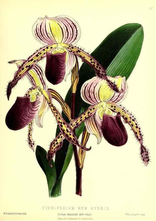 Reproducción/Reproduction 49679862186: The floral magazine;. London,L. Reeve & Co.. 