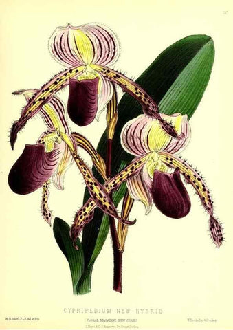 Reproducción/Reproduction 49679862186: The floral magazine;. London,L. Reeve & Co.. 