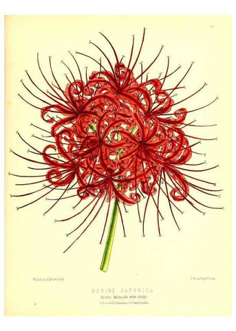 Reproducción/Reproduction 49680152917: The floral magazine;. London,L. Reeve & Co.. 