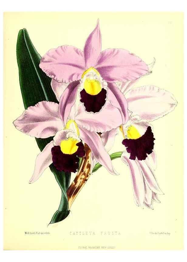 Reproducción/Reproduction 49679333758: The floral magazine;. London,L. Reeve & Co.. 