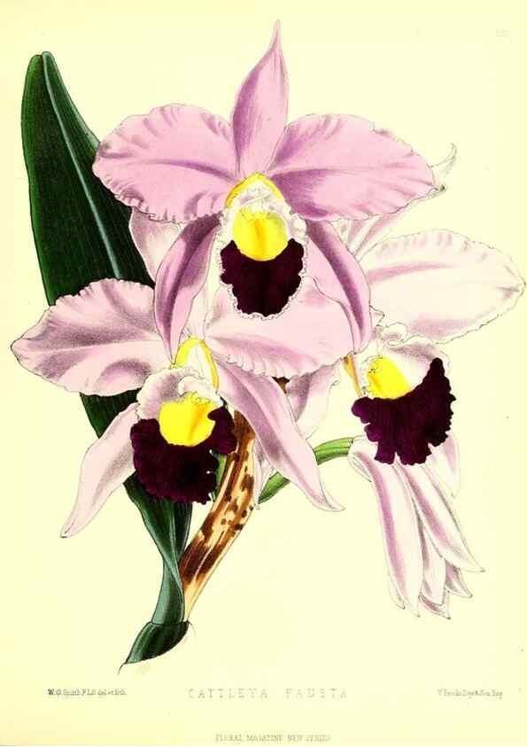 Reproducción/Reproduction 49679333758: The floral magazine;. London,L. Reeve & Co.. 