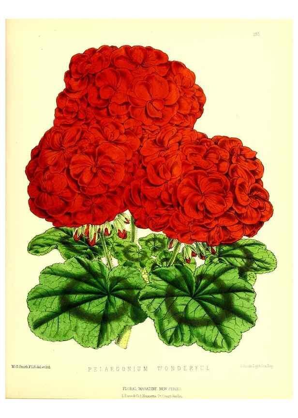 Reproducción/Reproduction 49679862851: The floral magazine;. London,L. Reeve & Co.. 