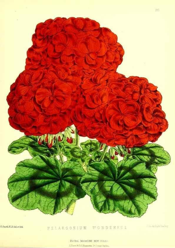 Reproducción/Reproduction 49679862851: The floral magazine;. London,L. Reeve & Co.. 