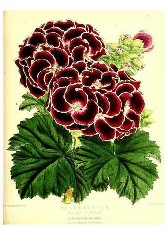 Reproducción/Reproduction 49679859431: The floral magazine;. London,L. Reeve & Co.. 