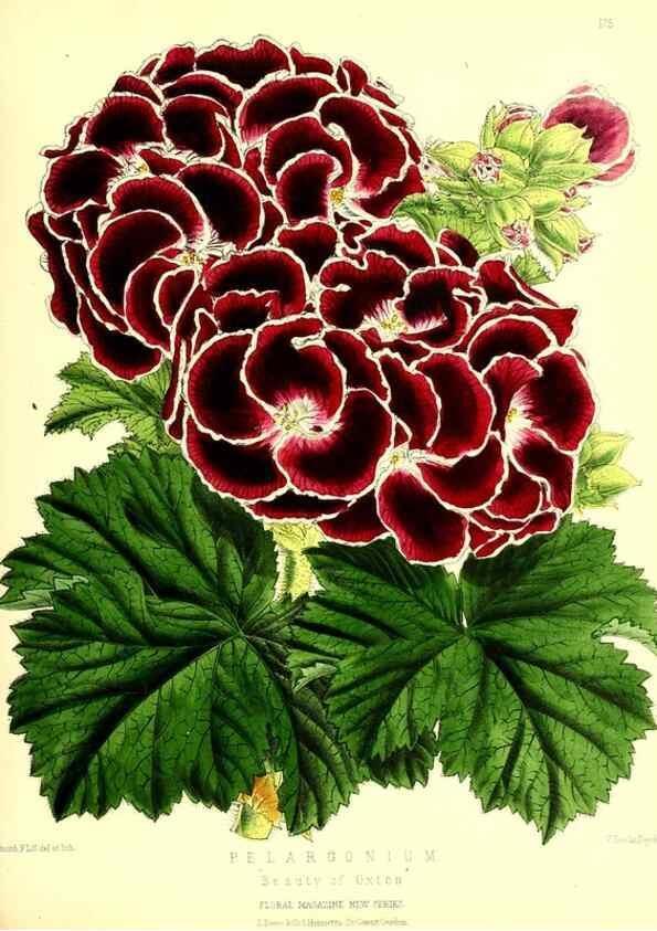 Reproducción/Reproduction 49679859431: The floral magazine;. London,L. Reeve & Co.. 