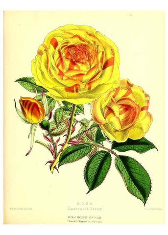 Reproducción/Reproduction 49680149992: The floral magazine;. London,L. Reeve & Co.. 