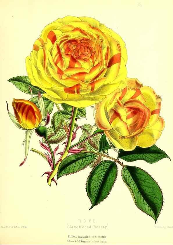 Reproducción/Reproduction 49680149992: The floral magazine;. London,L. Reeve & Co.. 