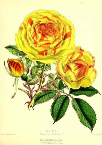 Reproducción/Reproduction 49680149992: The floral magazine;. London,L. Reeve & Co.. 