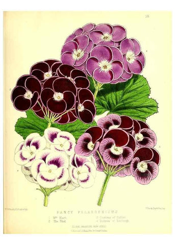 Reproducción/Reproduction 49680149767: The floral magazine;. London,L. Reeve & Co.. 