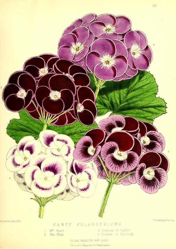 Reproducción/Reproduction 49680149767: The floral magazine;. London,L. Reeve & Co.. 