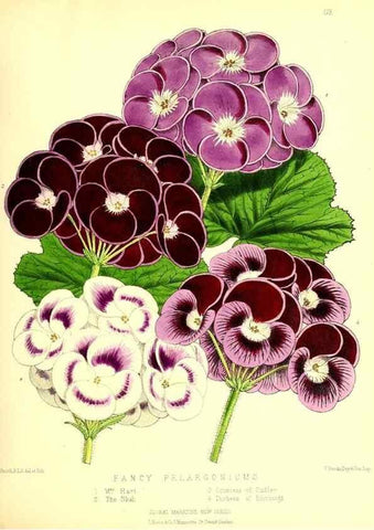 Reproducción/Reproduction 49680149767: The floral magazine;. London,L. Reeve & Co.. 