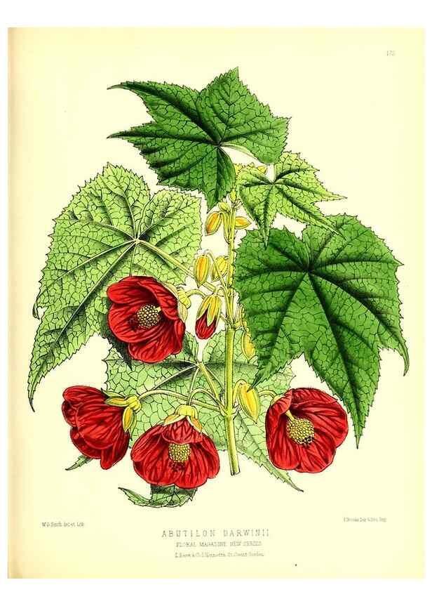 Reproducción/Reproduction 49679858686: The floral magazine;. London,L. Reeve & Co.. 
